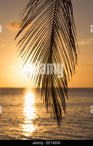 Ein tropischer Sonnenuntergang durch Palm Blätter auf einer Insel in den Malediven, Indischer Ozean, Asien Stockfoto