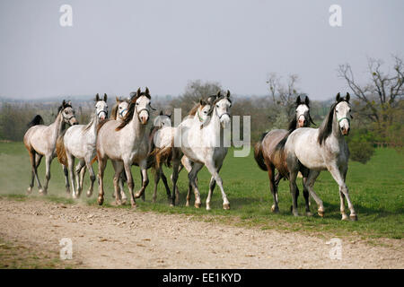 Herde grauer arabischer Pferde laufen in der Bereich ländliche Szene Stockfoto