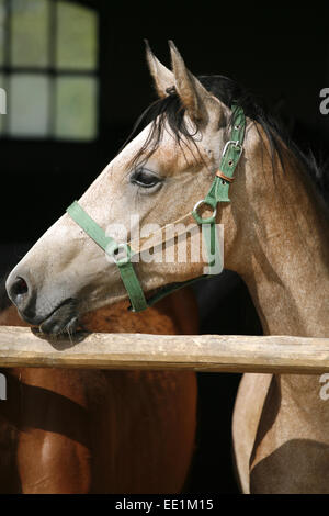 Arabisches Pferd stabil mit Blick über das Scheunentor...  Schönes Pferd Rennpferde in der Scheune ländliche Szene Stockfoto