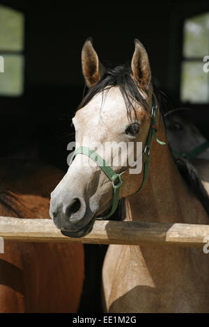 Arabisches Pferd stabil mit Blick über das Scheunentor...  Schönes Pferd Rennpferde in der Scheune ländliche Szene Stockfoto