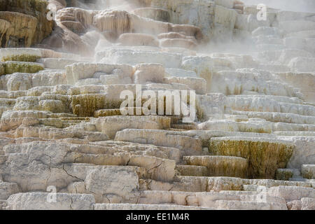 Travertin-Terrassen in Mammoth Hot Springs Terrassen, UNESCO-Weltkulturerbe, Yellowstone-Nationalpark, Wyoming, USA Stockfoto