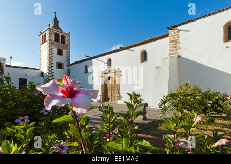 Hibiskusblüten und die Kathedrale Santa Maria in dieser historischen ehemaligen Hauptstadt Betancuria, Fuerteventura, Kanarische Inseln Stockfoto