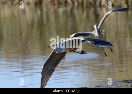 Juvenile Graureiher (Ardea Cinerea), Flucht aus einem aggressiven Rivalen Rutland Water, Rutland, England, UK Stockfoto