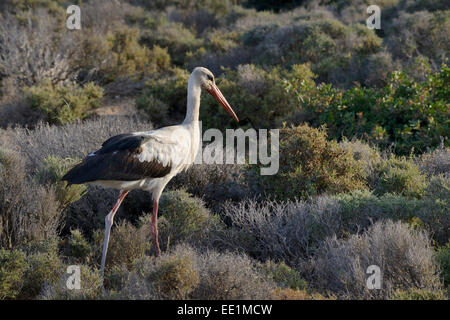 Weißer Storch (Ciconia Ciconia) Futter für Insekten in Macchia-Vegetation, Kreta, Griechenland, Europa Stockfoto