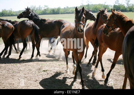 Junge reinrassige Pferde in der Farm im Sommer.  Pferde sind zusammen in der staubigen Koppel Stockfoto