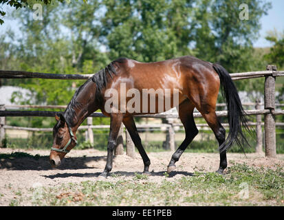 Pferd, zu Fuß in das Gehäuse ein schöner sonniger Tag.  Einsames Pferd grasen auf der Koppel Stockfoto