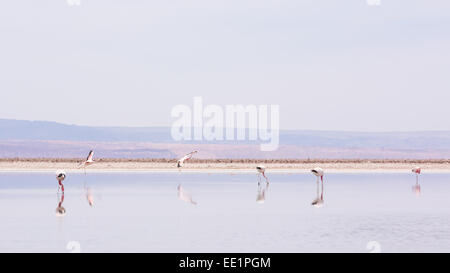 Flamingos an der Laguna Chaxa, San Pedro de Atacama, Chile, Südamerika Stockfoto