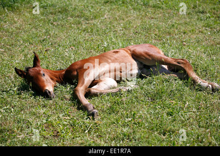 Paar Wochen ruht alten Fohlen auf der grünen Wiese.  Baby-Pferd in Ruhe auf der Weide Stockfoto