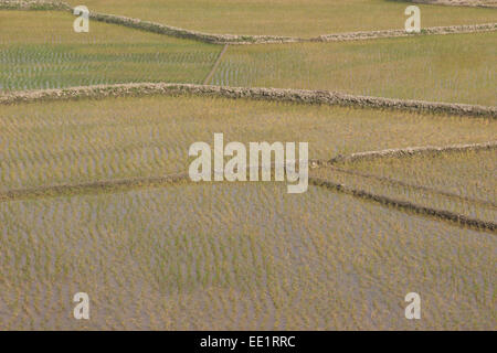 Dhaka, 10. Januar 2015. Blick auf bebautes Feld von Reis im ländlichen Gebiet von Bangladesch. Stockfoto