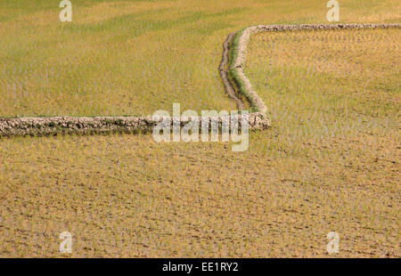 Dhaka, 10. Januar 2015. Blick auf bebautes Feld von Reis im ländlichen Gebiet von Bangladesch. Stockfoto