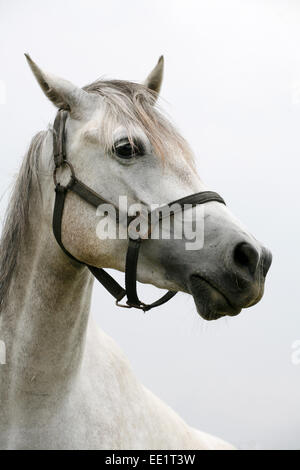 Porträt eines schönen arabischen grau Pferdes: Kopf Schuss einer jungen grauen Stute auf Sommer Weide Ländliches Motiv. Stockfoto