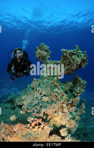 Taucher schaut Korallenriff, Rotes Meer, Ägypten, Afrika Stockfoto