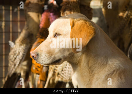 Ein Labrador Retriever arbeitender Hund saß mit Fasanen hängen im Hintergrund bei einem Shooting in England, UK Stockfoto