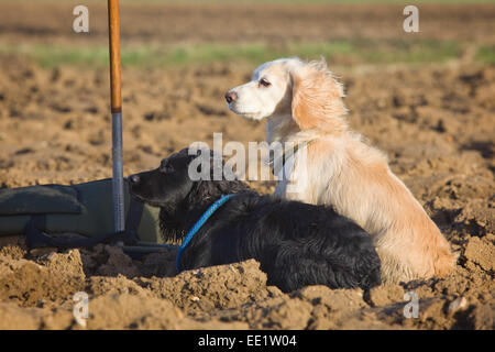 Zwei Cocker Spaniels auf einem Feld in der englischen Landschaft. Stockfoto