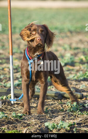 Ein Spanlab oder Labradinger oder Springador Hund - ein Labrador mit einem English Springer Spaniel gekreuzt. Stockfoto