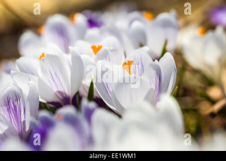 Schöne Pickwick Krokus im heimischen Garten. Stockfoto