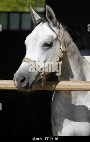 Porträt eines reinrassigen grauen arabischen Pferdes. Schöne reinrassige Jährling mit Blick auf das Scheunentor Ackerland Ländliches Motiv Stockfoto