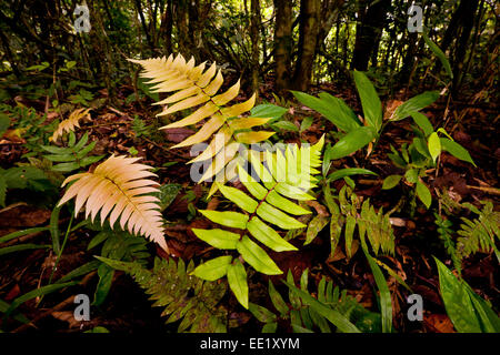 Blatt-Muster auf dem Waldboden in den Nebelwald von Altos de Campana Nationalpark, Republik von Panama. Stockfoto