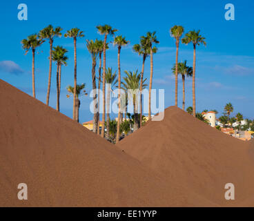 Palmen mit Erde Dämme Corralejo "Kanaren" Fuerteventura "Las Palmas" Spanien Stockfoto