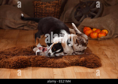 Australian Shepherd, Welpen, 12 Wochen, Red-Merle und Black-Tri | Australian Shepherd, Welpen, 12 Wochen, Red-Merle Und Black-tri Stockfoto
