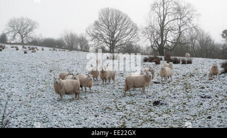 Carmarthenshire, West Wales, Großbritannien. 13.. Januar 2015. Nach einem hellen Start in Carmarthenshire bringen schwere graue Wolken in diesem Jahr erstmals Winterwetter mit Schnee und Schnee. Schafe warten darauf, in einem nebligen Hochland-Feld auf einer Farm in einer Möwe im Schneefall gefüttert zu werden. Für West Wales UK sind Wetterwarnungen in Kraft, da das winterliche stürmische Wetter bis Mittwoch und Donnerstag andauert. Kathy DeWitt/AlamyLiveNews Stockfoto
