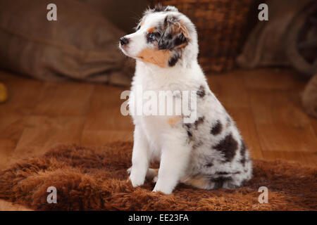 Australian Shepherd, Welpen, 12 Wochen, Blue-Merle | Australian Shepherd Welpe, 12 Wochen, Blue-merle Stockfoto