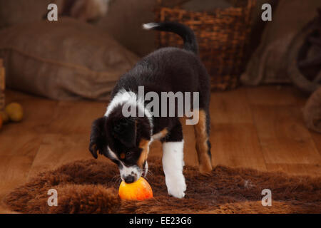 Australian Shepherd Welpen, 12 Wochen, Black-Tri | Australian Shepherd Welpe, 12 Wochen, Black-tri Stockfoto