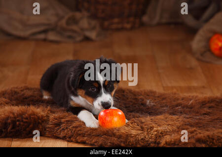 Australian Shepherd Welpen, 12 Wochen, Black-Tri | Australian Shepherd Welpe, 12 Wochen, Black-tri Stockfoto