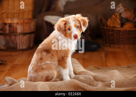 Miniatur Australian Shepherd, Welpen, Red-Merle, 13 Wochen, Odd ..., image size:450x320