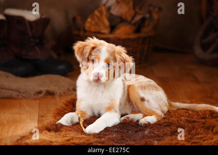 Miniatur Australian Shepherd, Welpen, Red-Merle, 13 Wochen, Odd-eyed | Miniature Australian Shepherd Welpe, Red-Merle, 13 Wochen, Stockfoto