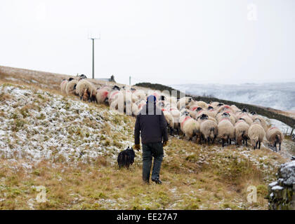 Obere Teesdale, County Durham. 13. Januar 2015. UK-Wetter.  Ein Schafzüchter rundet seine Herde, sie ins Tierheim zu nehmen aus dem entgegenkommenden Schnee in Teesdale, County Durham. © Robert Smith/Alamy Stockfoto