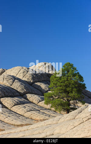 Einsamer Baum an der weißen Tasche tief in der Vermilion Cliffs National Monument, Arizona, USA Stockfoto