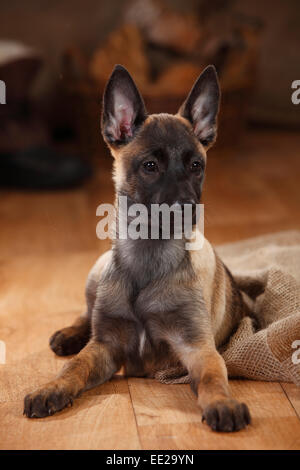 Belgischer Malinois, Welpen, 3 Monate | Malinois, Welpe, 3 Monate Stockfoto