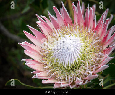 Das Protea Blumen im Botanischen Garten Kirstenbosch, Cape Town, Südafrika. Die protea ist Südafrikas Nationalblume. Stockfoto