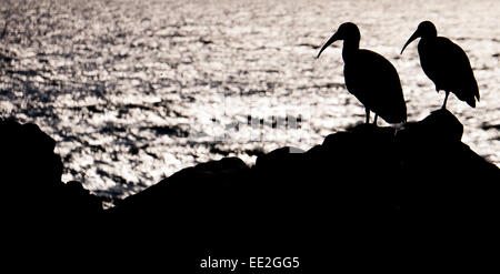 Hadeda (oder Hadada) Ibis (Bostrychia Hagedash) Silhouette gegen den silbernen Meer in De Kelders, in der Nähe von Hermanus, Südafrika. Stockfoto