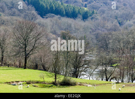 WYE RIVER IN DER NÄHE VON BUILTH WELLS IM FRÜHEN FRÜHLING MIT NEUGEBORENEN LÄMMERN Stockfoto