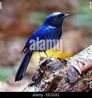 Blauer Vogel, männliche große Niltava (Niltava Granddis), stehend auf das Protokoll, Seitenprofil Stockfoto