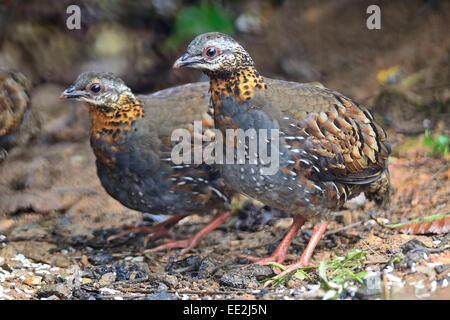 Bunte Partridge, paar Rufous-throated Partridge (Arborophila Rufogularis), Seite Profil Stockfoto