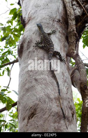 Spitze Goanna Kletterbaum Queensland, Australien Stockfoto