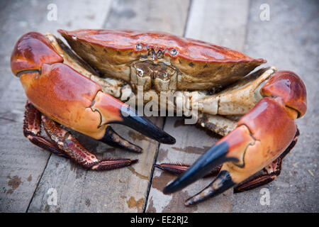 Eine braune Jack Krabbe, Krebs Pagarus Stockfoto