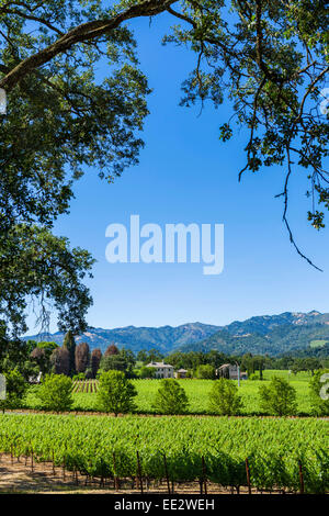 Weinberg und Weinkeller vor den Toren St. Helena im Napa Valley, Wine Country, Nord-Kalifornien, USA Stockfoto