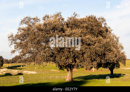 Holm Eiche im Frühjahr, Quercus ilex Stockfoto