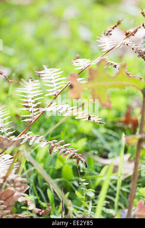 Farn Pflanzen schließen sich Stockfoto