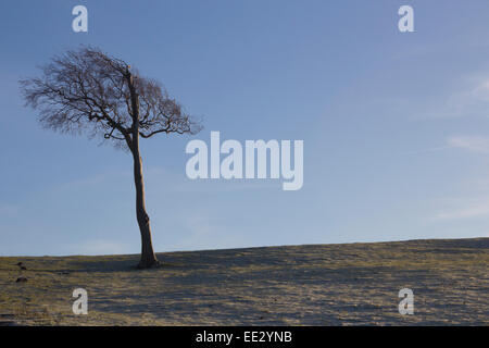 Einsamer Baum stehend vor einem blauen Himmel in einer Winterlandschaft. Stockfoto