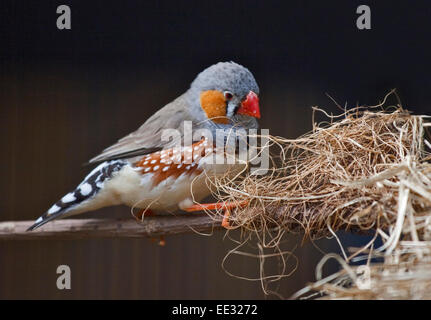 Zebrafinken (Taeniopygia Guttata) männlich mit nest Stockfoto