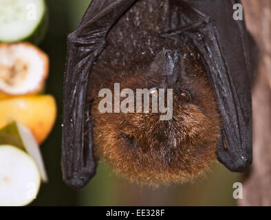 Rodrigues Obst bat (pteropus rodricensis) und Obst Stockfoto