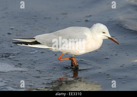 Slender-billed Gull - Larus genei Stockfoto