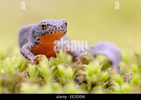 Bergmolch [Ichthyosaura Alpestris, früher Triturus Alpestris, Mesotriton Alpestris] Stockfoto