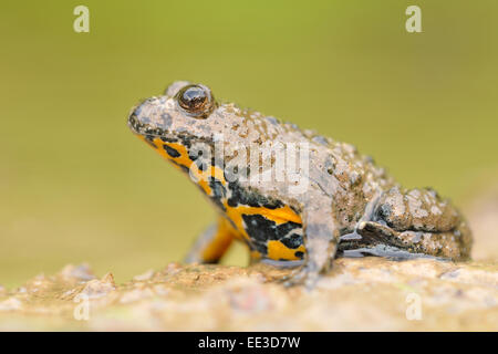 Gelbbauchunke [Geburtshelferkröte Variegata], Gelbbauchunke, Deutschland Stockfoto