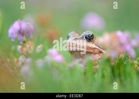 (Europäischen) gemeinsamen (braun) Frosch [Rana Temporaria], Grassfrosch, Deutschland Stockfoto